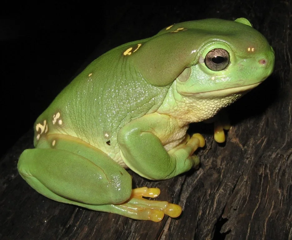 Litoria_splendida.jpg?type=w1