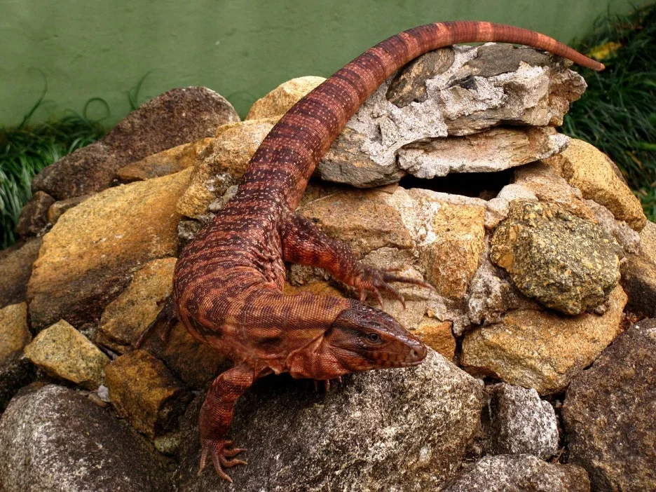 1280px-Animais_do_Jardim_Zool%C3%B3gico_de_S%C3%A3o_Paulo_11.jpg?type=w1