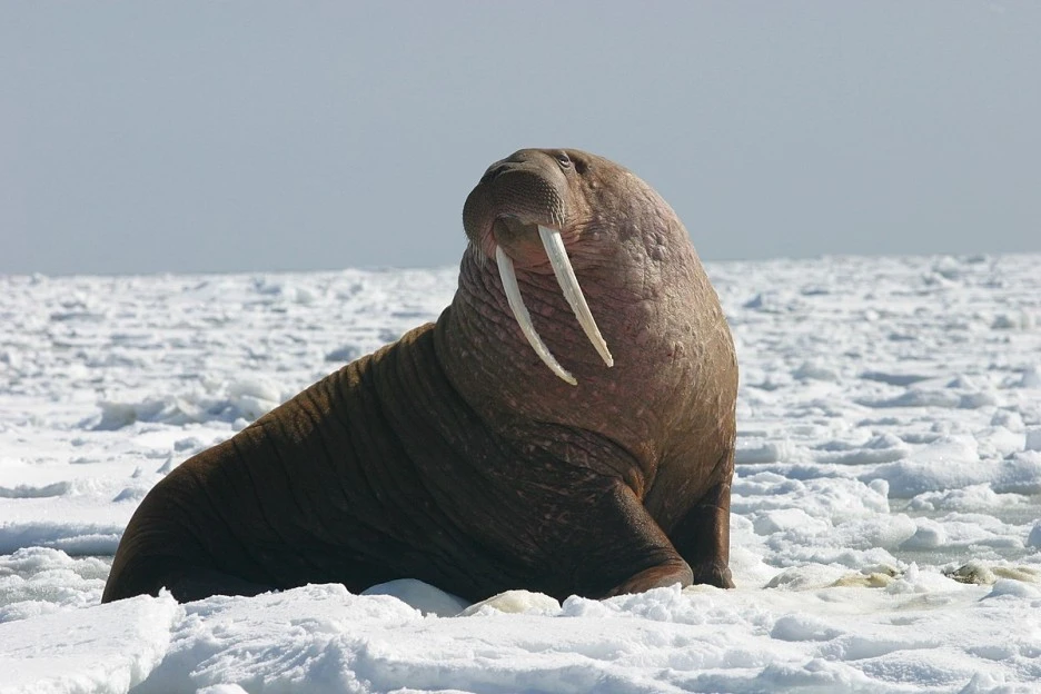 Pacific_Walrus_-_Bull_(8247646168).jpg?type=w1