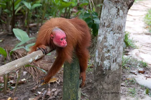 Cacajao_calvus_ucayalii_3.jpg?type=w1