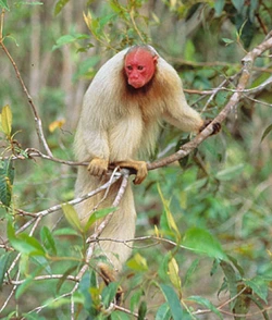 pin-uakari-7.jpg?type=w1