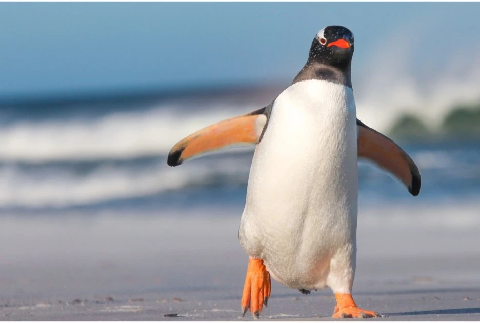 Penguin-Walking-xl.jpg?type=w1