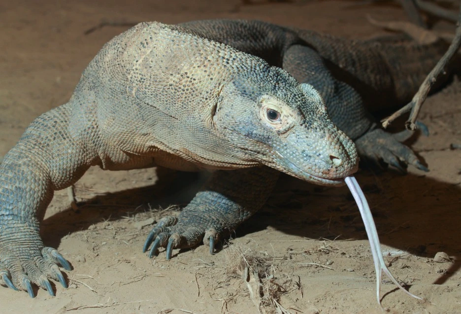 Komodo_dragon_with_tongue.jpg?type=w1
