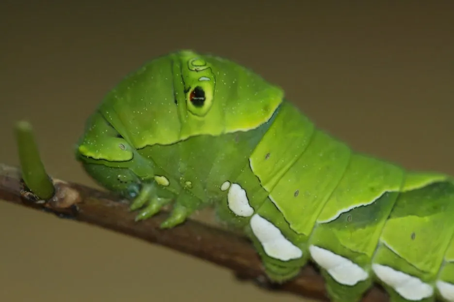 0014035_1.jpg?type=w1