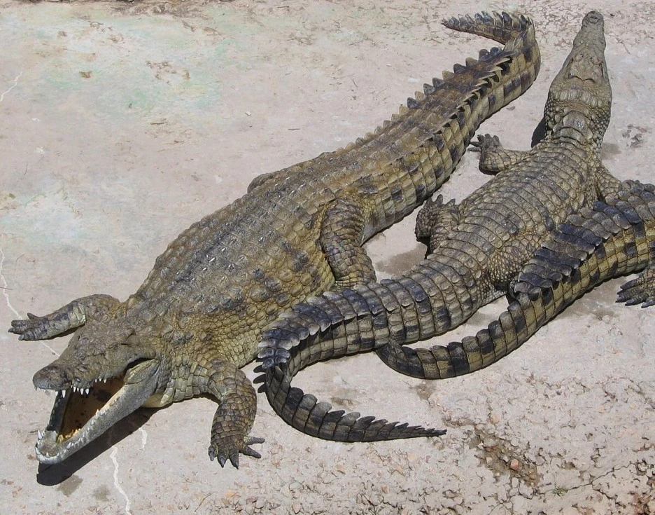 NileCrocodile.jpg?type=w1