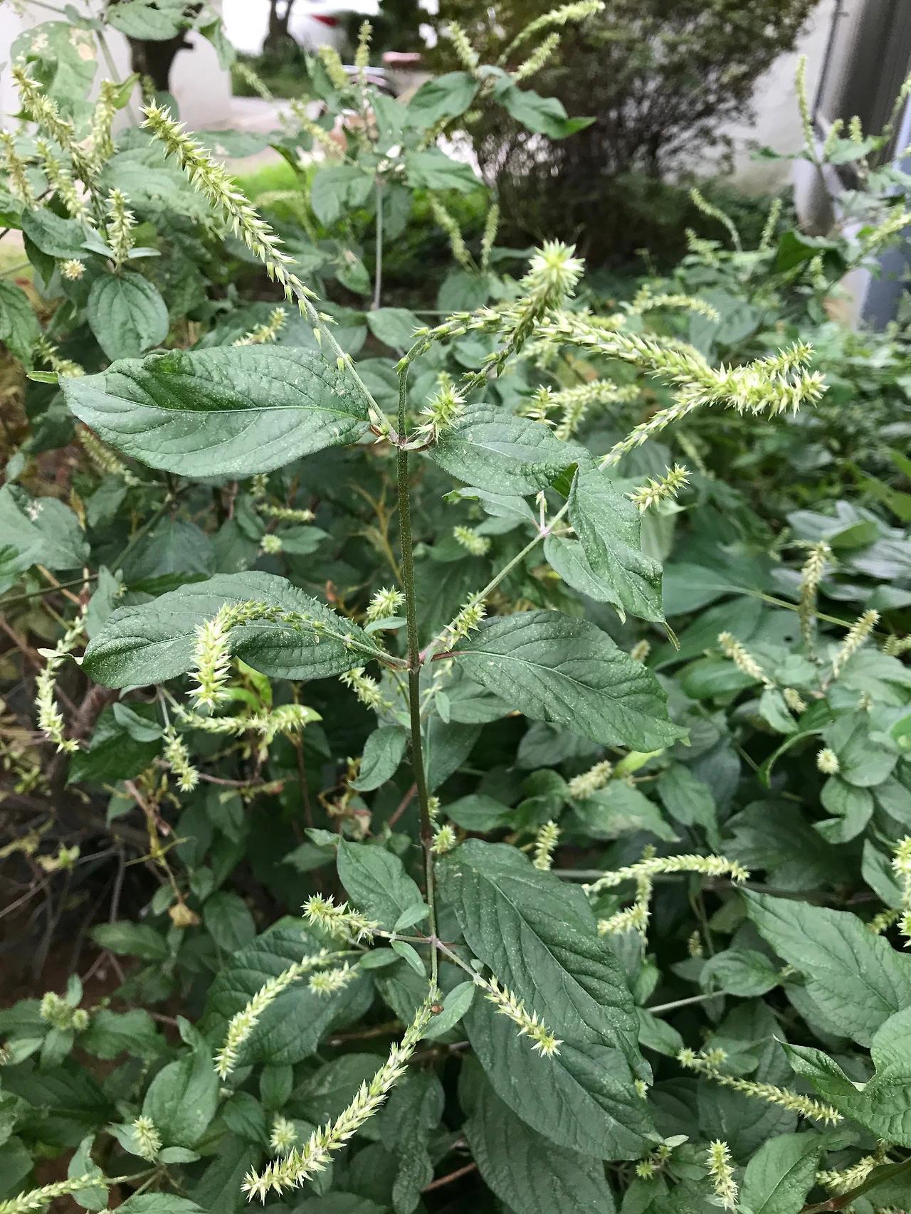 우슬 불갑사20220908.JPG