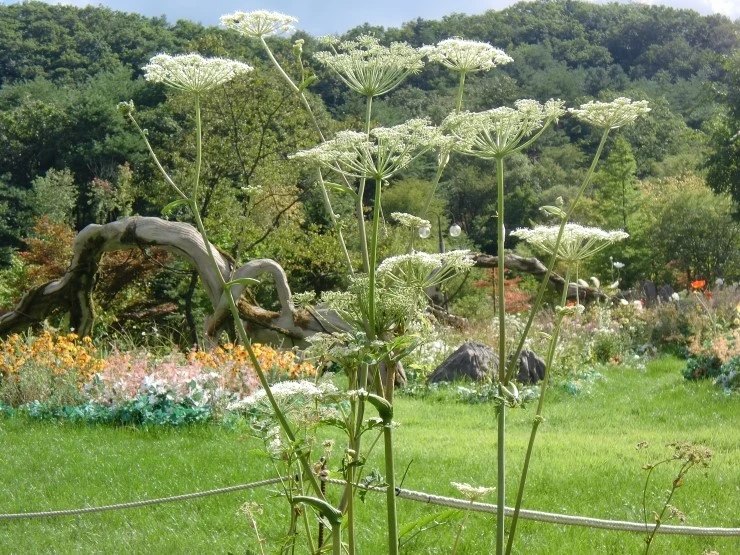 CIMG4409.JPG?type=w2