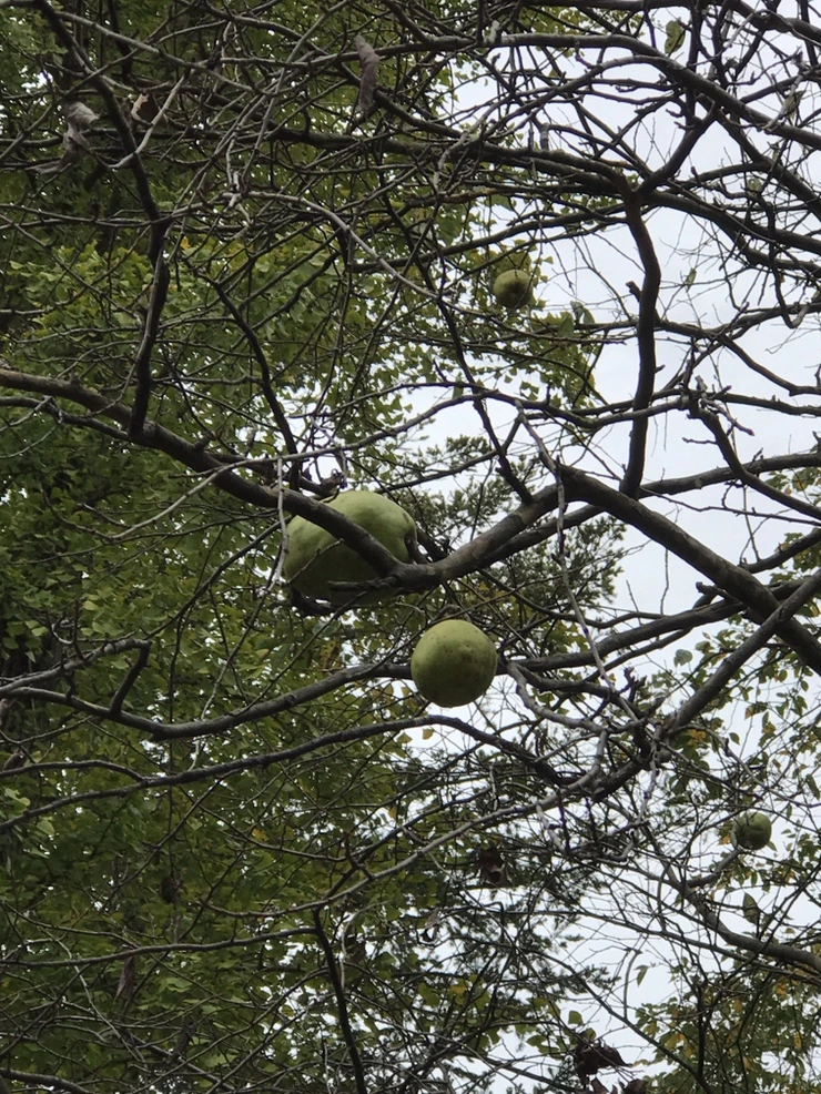 IMG_0170.JPG?type=w773