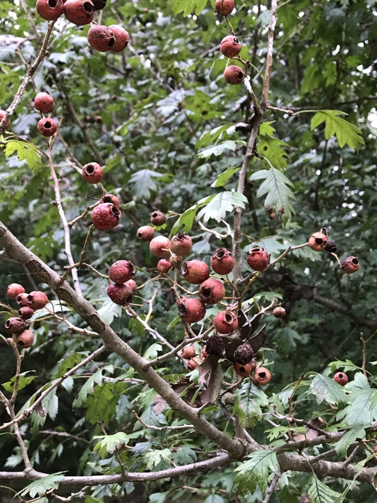 IMG_0055.JPG?type=w773