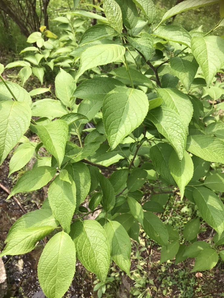 IMG_0593.jpg?type=w773