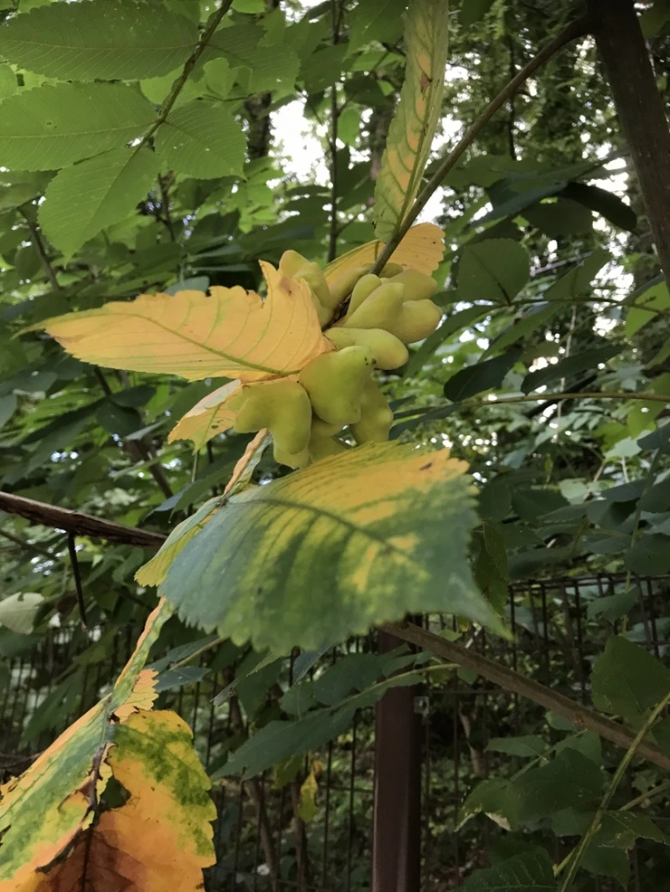 IMG_9661.JPG?type=w773