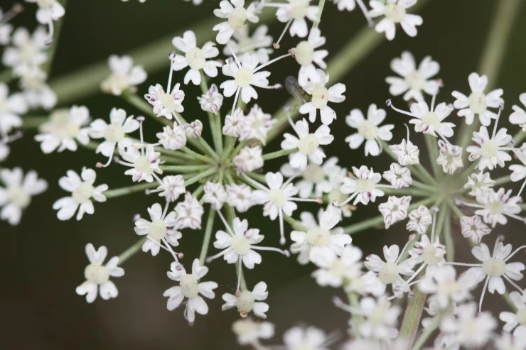 IMG_4672.JPG?type=w2