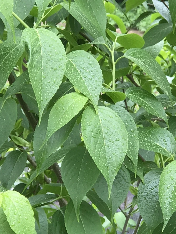 IMG_6424.jpg?type=w773