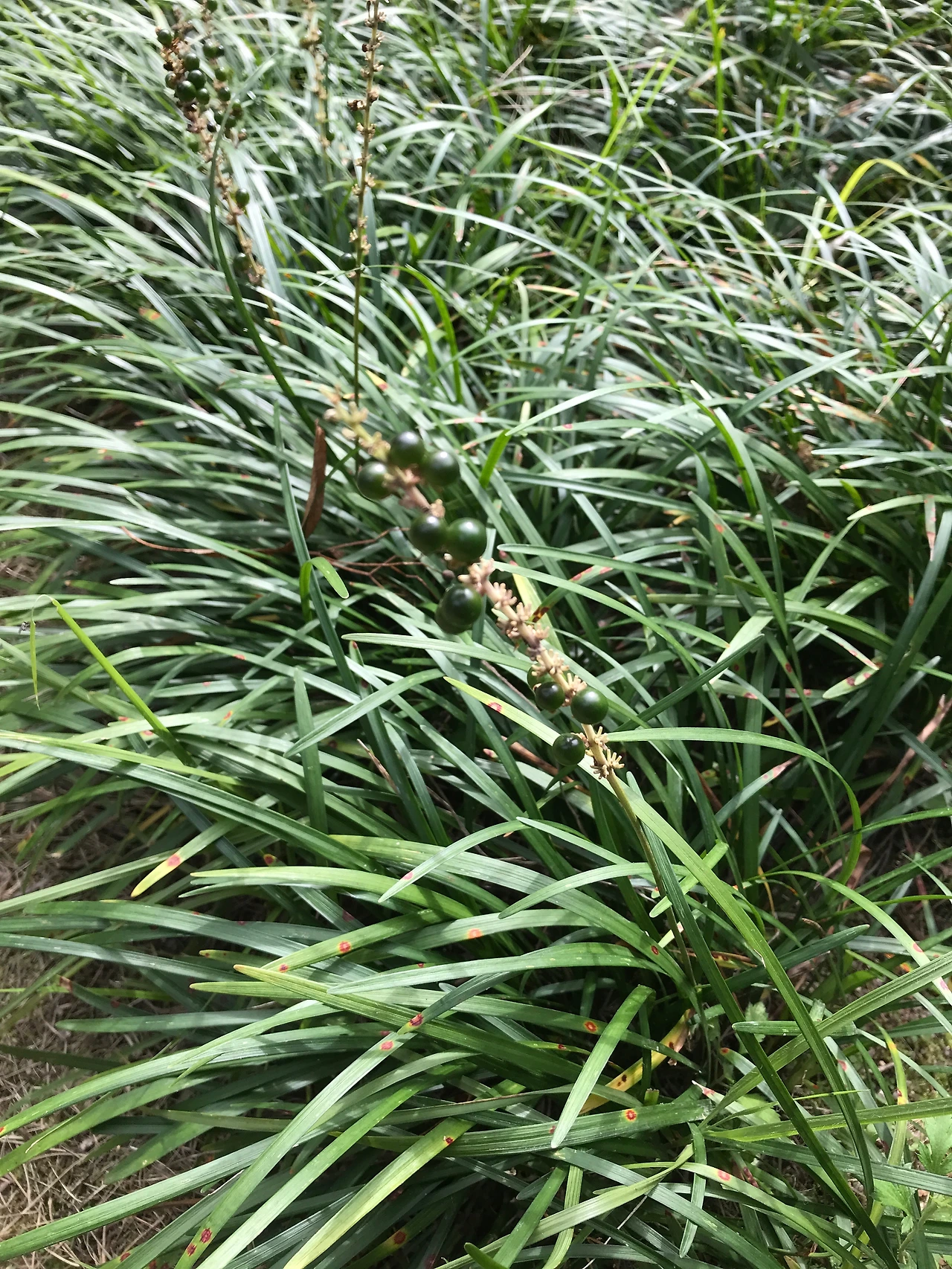 맥문동 홍릉수목원20220925 (2).JPG