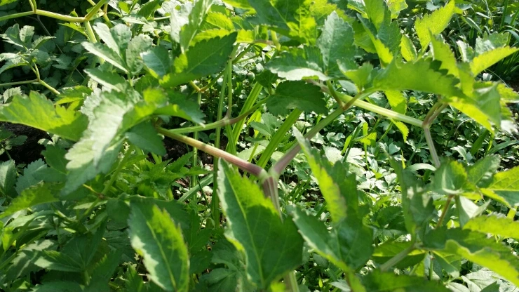 1431242697340.jpg?type=w2