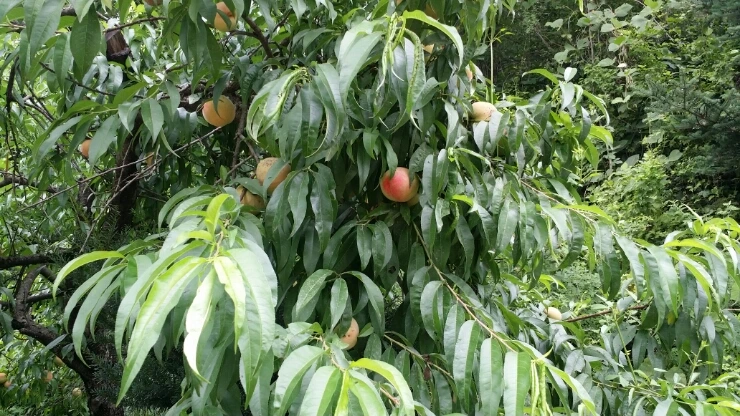 1437276432959.jpg?type=w2