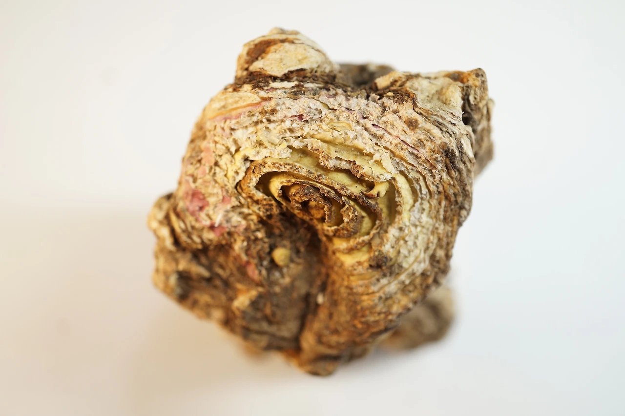 백지 구릿대 한국기원 (1).JPG