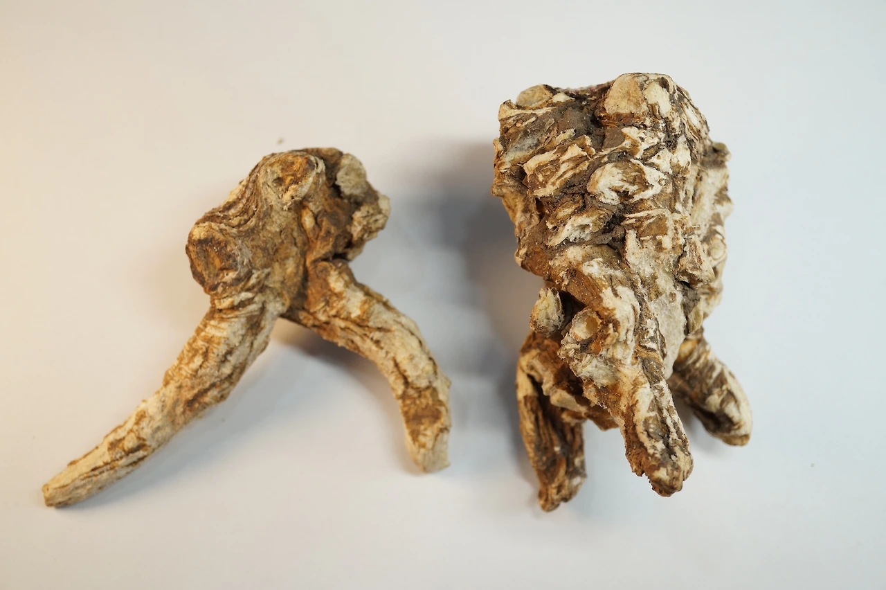 백지 구릿대 한국기원 (4).JPG