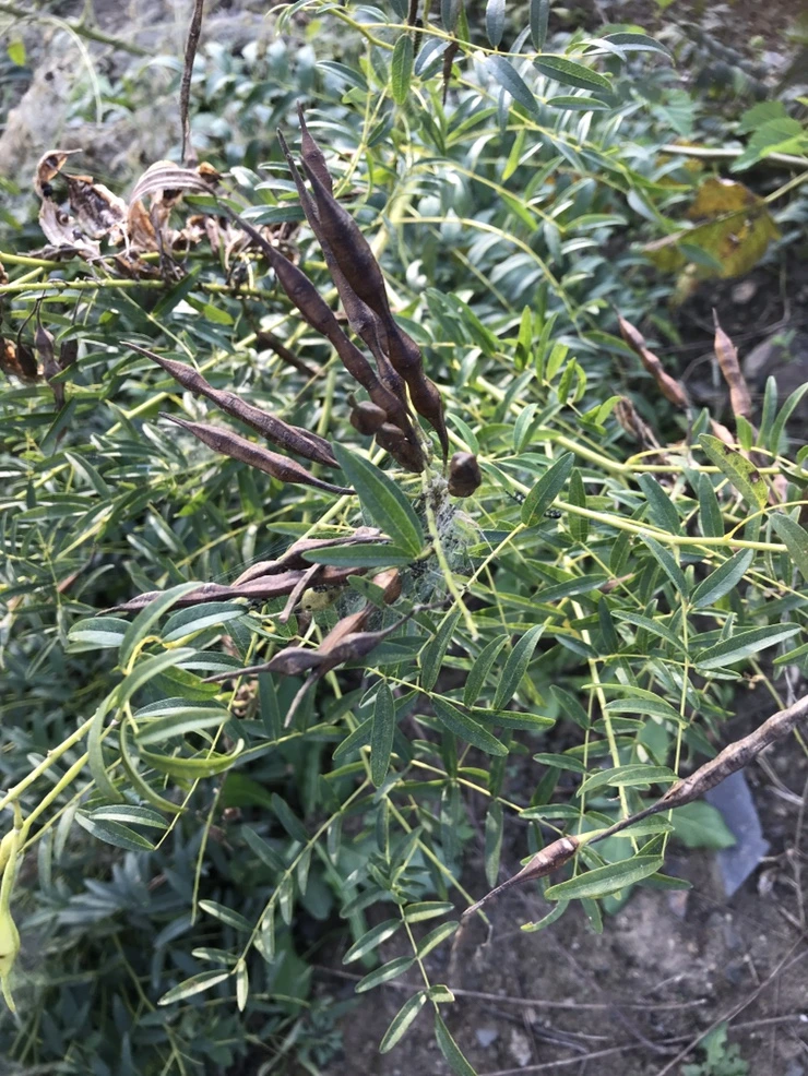 IMG_3242.JPG?type=w773