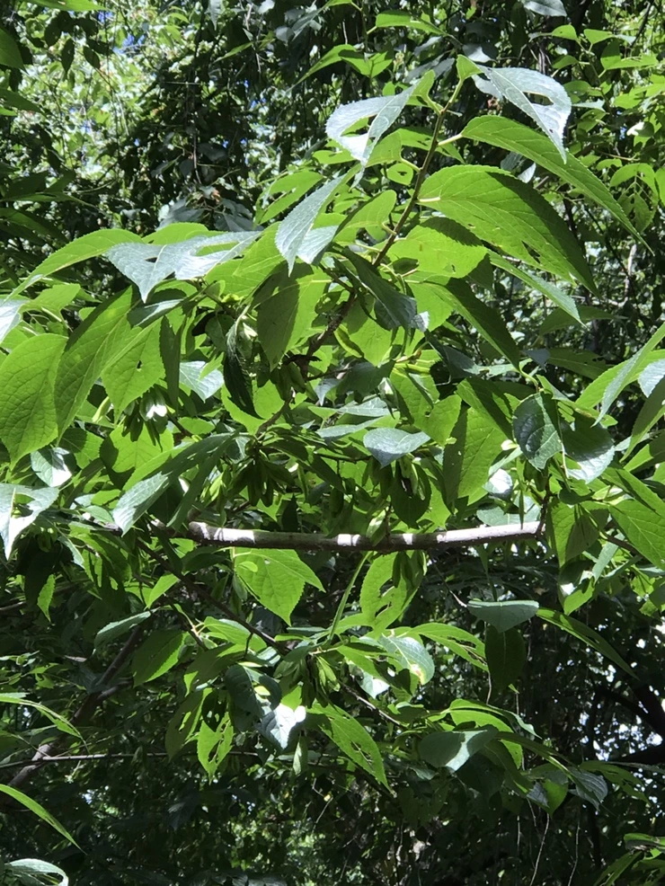 IMG_7933.JPG?type=w773