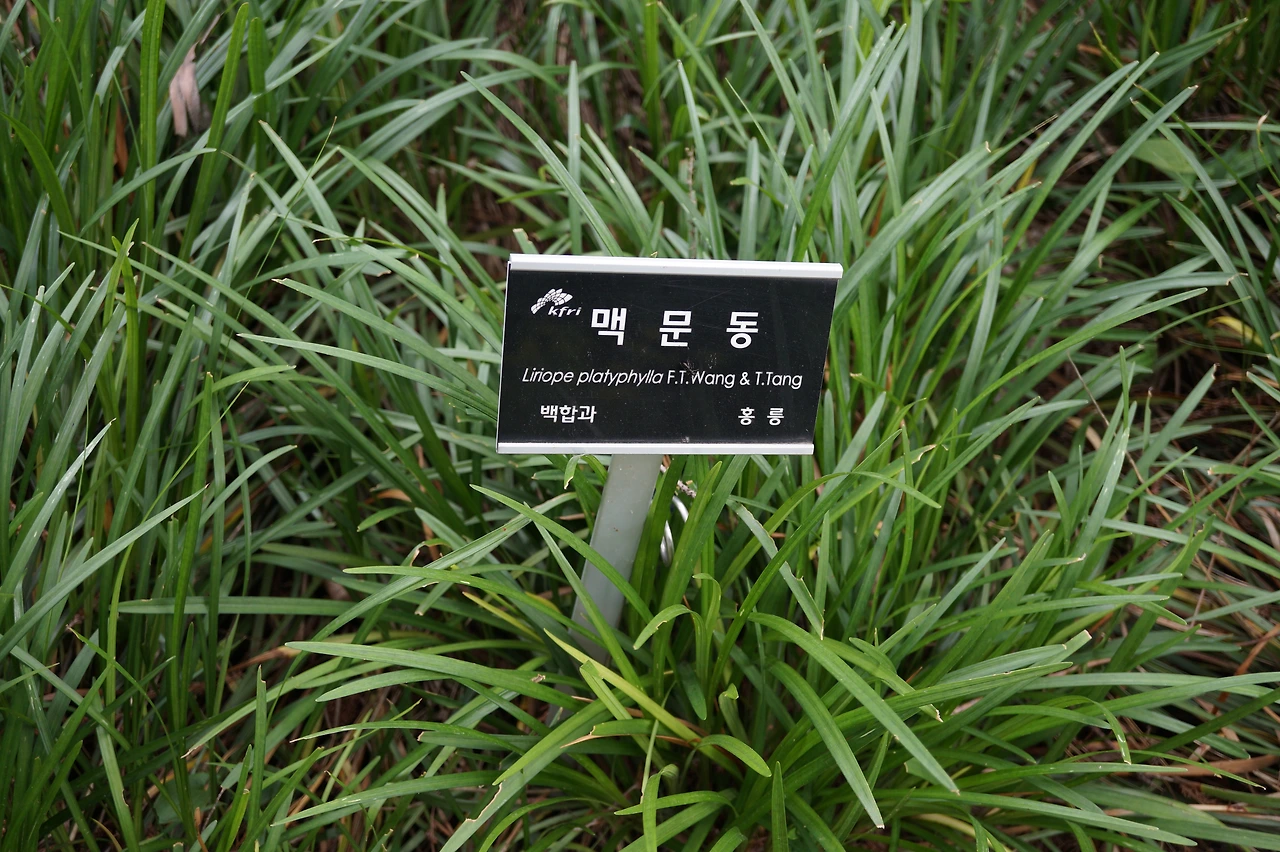 맥문동_홍릉수목원20190616 (1).JPG