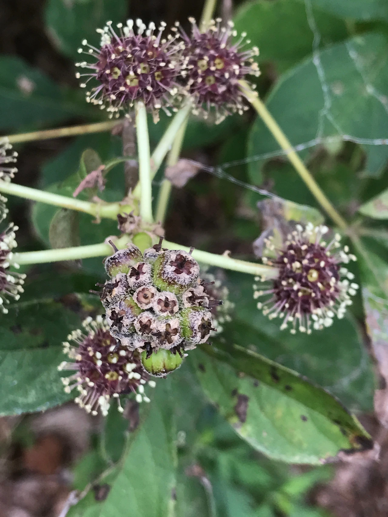 오가피 농축산검역소20220914 (3).JPG