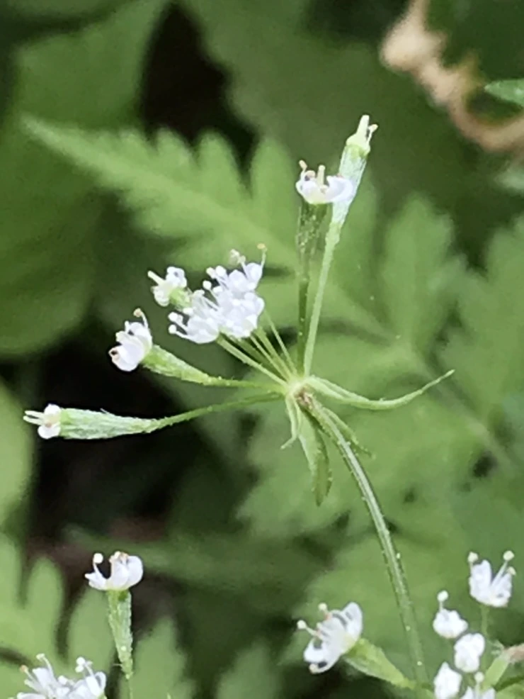 IMG_6515.jpg?type=w773