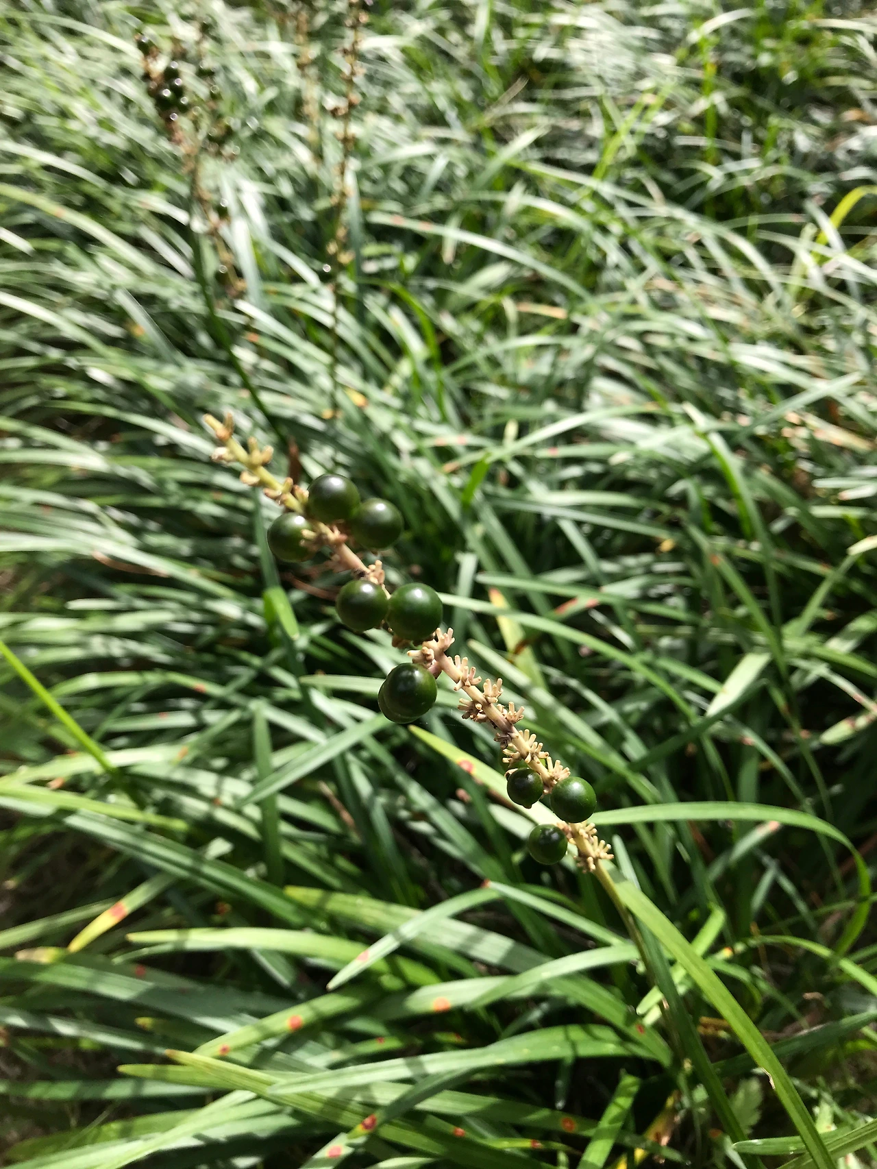 맥문동 홍릉수목원20220925 (1).JPG