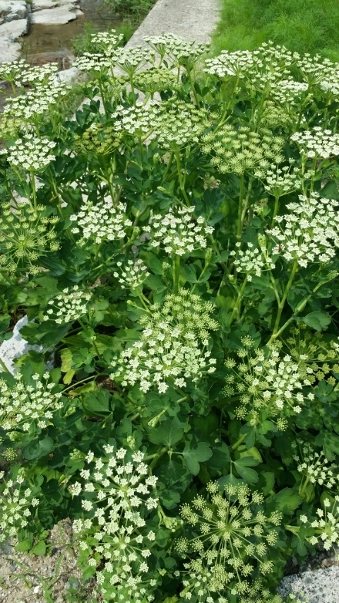 1405959911115_1405835446237.jpg?type=w2