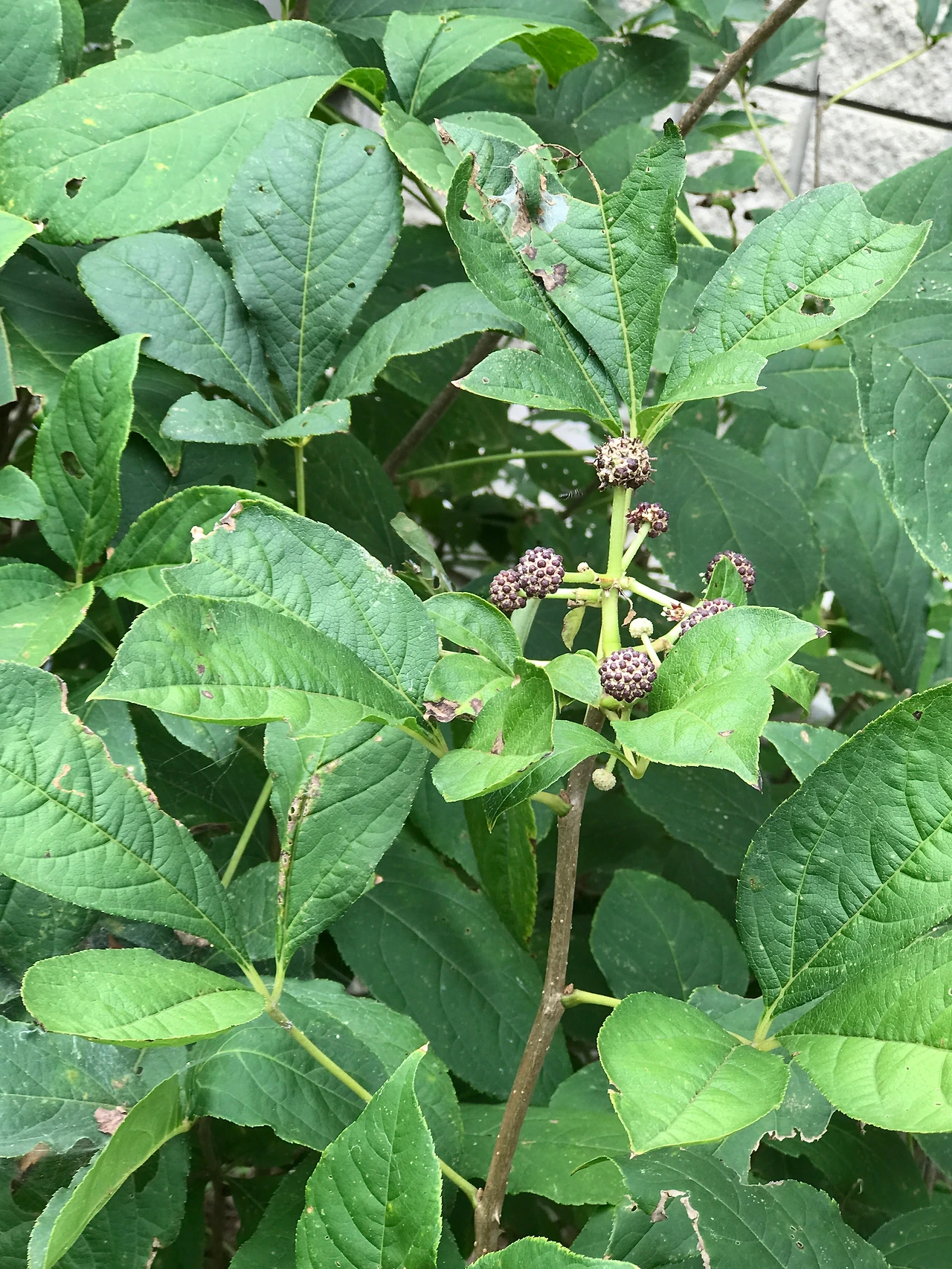 오가피 농축산검역소20220914 (4).JPG