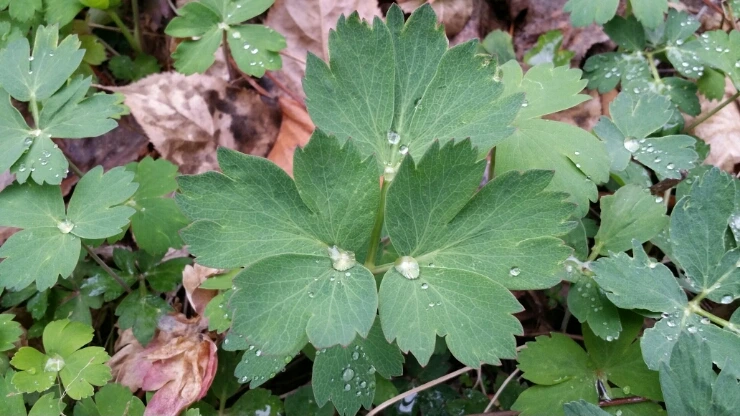 1428222099665.jpg?type=w2