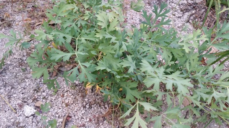 1508658867220.jpg?type=w773