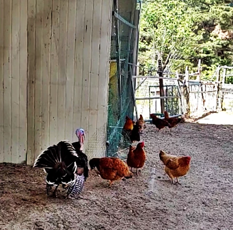 칠면조와 토종닭.PNG