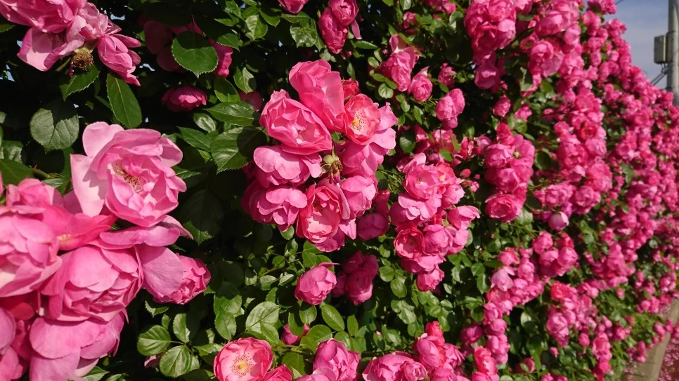 DSC_0018.JPG?type=w966