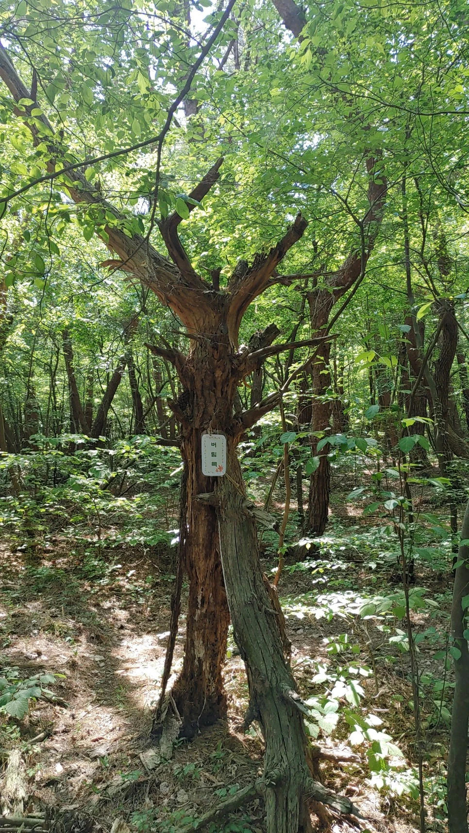 20220521_110353.jpg?type=w966