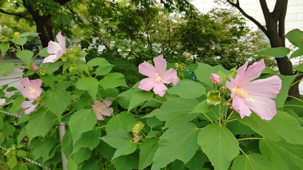 20210729_142621_HDR__%EB%A9%94%EA%BD%83.jpg?type=w966