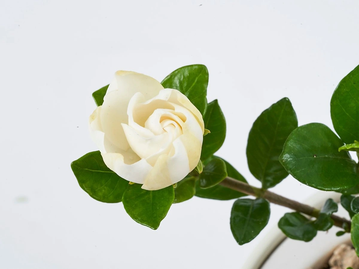 치자나무 - tree planet.jpeg