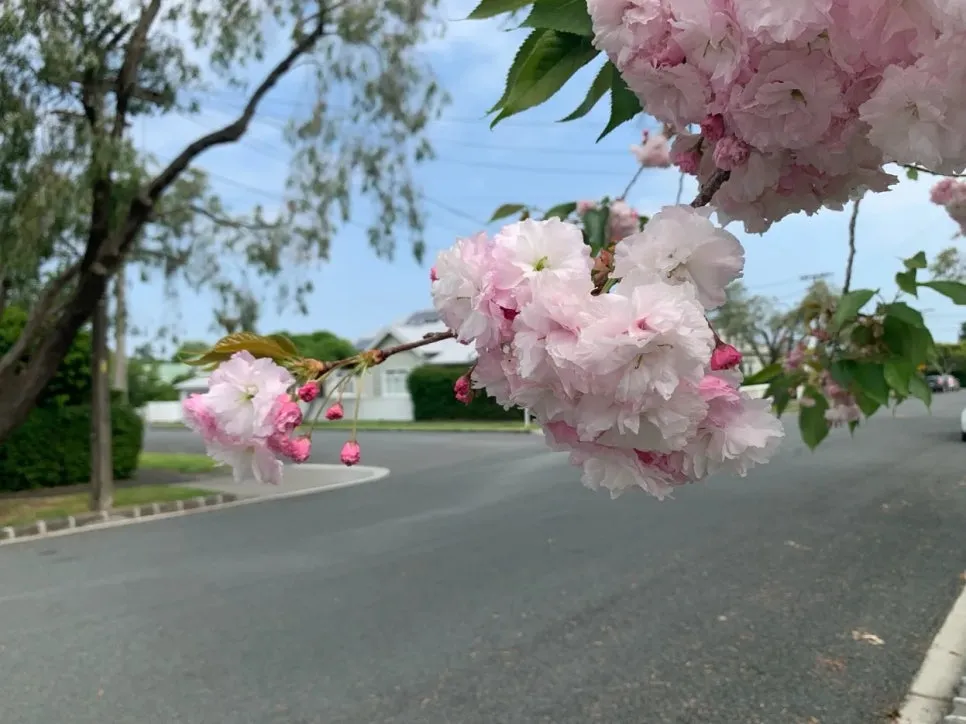 preview_(3).jpg?type=w966