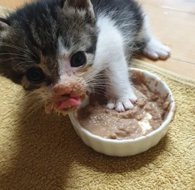 1728547948378.jpg?type=w386