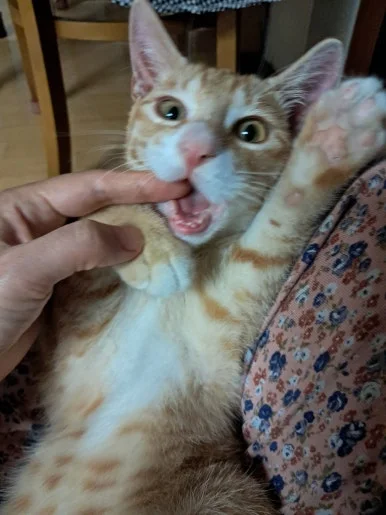 900%EF%BC%BF20251002%EF%BC%BF080957.jpg?type=w386