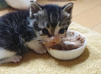 1728547966954.jpg?type=w386