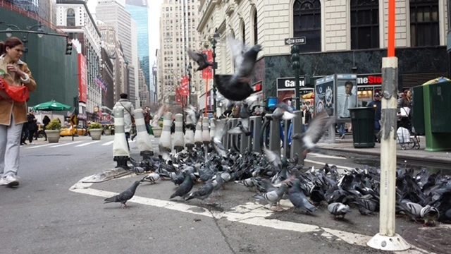 헤럴드 비둘기.JPG