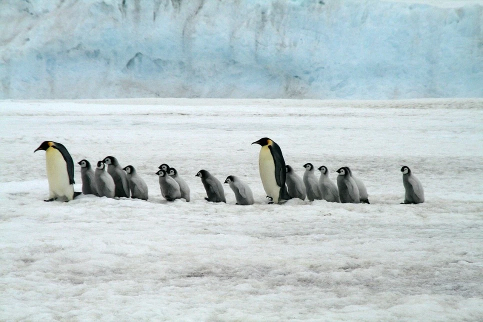 emperor-penguins-2821897_1280.jpg?type=w966
