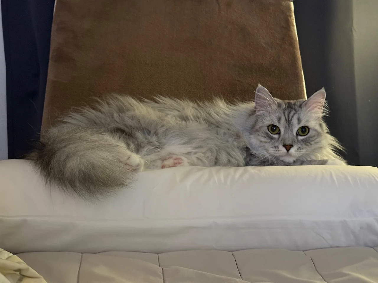 AD_4nXfPi0fjnobLvs6Rqu5Fd-MtZLD6RBphSuP0rP2H_jBycLApImLdI6idmLlbONpW1lgR_w1sb2T0vG5OjGblCFv44u8fIHDhG2UVxSaEpaoAeTdbvw9vI28t-xULhqe8kkQPBn8S2g?key=PWk6I6fV_4LxuITjvEzrmQ