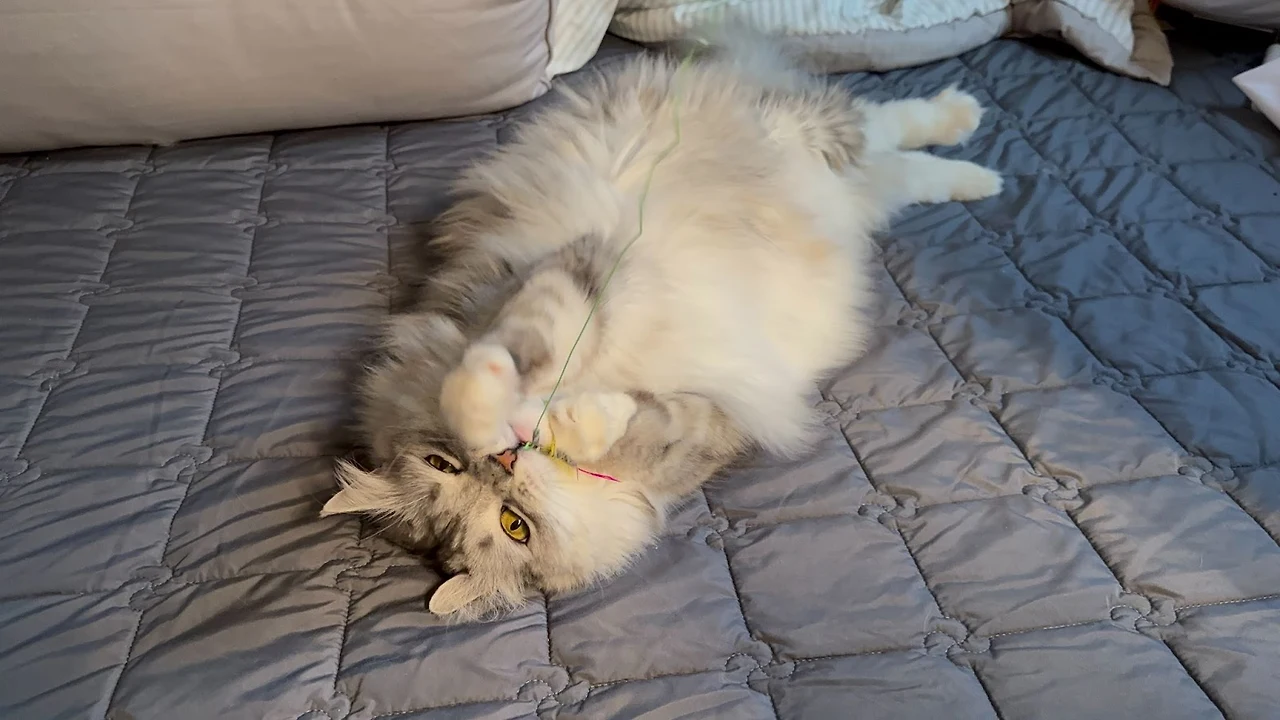 AD_4nXfiogFCegNO65FMfjX1ez-WU_S7onT4BxHgben1DJJmBYIaxle50DB-4CIsn0faTzncjZVlf1P8GxqoDLNOf7SMlYkkX6NsdG-LcZjIvJ-vAba_Nalb7cwbPIj3LuVhy9J6Ls7_NA?key=Z_AkPtusVr_KJvnSePMBG6re