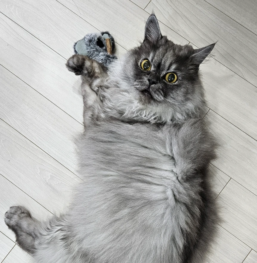 AD_4nXdT9PhZCDV560Vm7QPCcQGhXrYG_HfD5k7Wgwy-o-cdObiajuPde0pASPzwROOvHJrDk1SnThY82EaHD0GXR09aF3rwtYstlDGsKYfXIxtAnFa37ze7mpz88GuwmPmVYyhI9Q8DiA-RJeyi8To67AXGsXpj?key=HwHT1PuPT0zb8qHXLsBThAAx