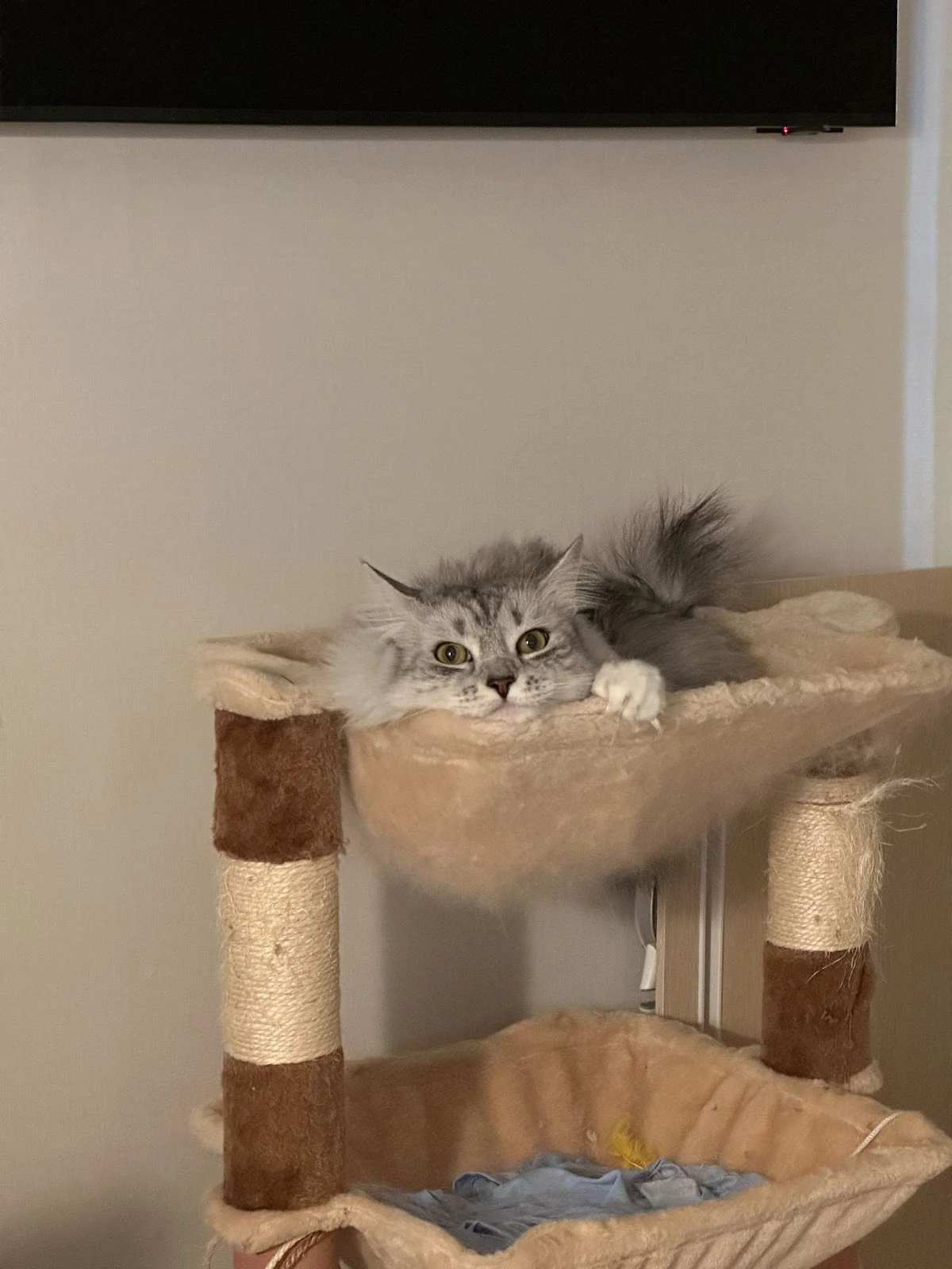 5Mp30l9otD2vAYlW1q1t-FP_zzxFWkpKBILEhbn1uc6haqhs7-_77FTTpIcPhY-413AMIykM4W-HvJf59keRj3zlpx7sYhSoFwVVOJ5_Gi2eqlEkFDPQZ9RFSrq3jdqLWcLPVUlDheYfxS2jHfnOWH8