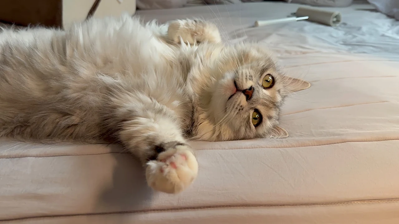 AD_4nXd6eklqqkhtsfA29fW2Gi-gunXe4kFhhKADMWvqJ8645eh50lEKm5UJzJq9u46r1lCoMZ3Bdt_Rv6gA7jmnLrTXKWQgOoDwRsHoZS_NIzzITKGdINzdxCTms8thW53TcJ71xU6mMg?key=JFdf0T3UharO6FfvZyDQINKq