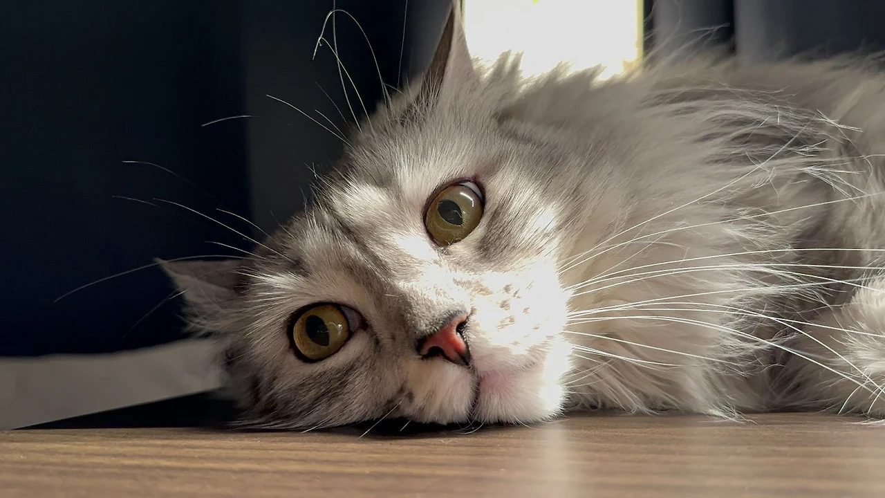 RSmpy-Kvb5cNXXNGudirhj2s9qgJ-BW8BrrwmqhJwKfSD7uINq6dGxLg98h2RGZKxWIhpHn8xl8gM51QVGYapy1WQwqb3wx6zcQQnEOZpVknhPLvOoPdWQXY4qUcDv7ua-u3MFmSPCXnGB3tqsCX9j4