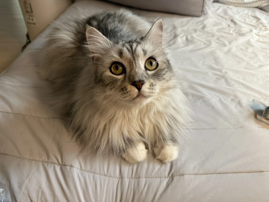 AD_4nXcDOEkopnb5n7nhN91xs3jllcm0bqgaputy1CJB_hU4W6TaVZA5tBWUVal8HWaVUoyTnFeSN_hbgJZUOEeF0OvjOPF-pRZmsjHXA-pknVneAtKjgYwpgWqbhMFyrtFoGf3C0Lj1gtKIxbJy7taQEpbAsSU?key=BzcFb5r2wtTrLELX8uYfSQ